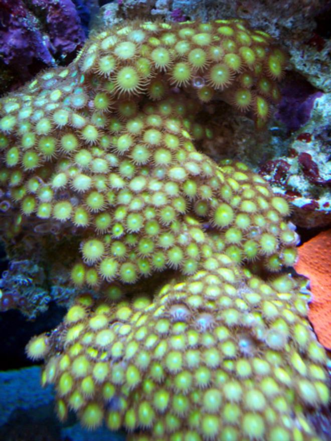 corals inverts - zoanthus sp. - colony polyp stocking in 150 gallons tank - Golden zoanthids