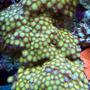 corals inverts - zoanthus sp. - colony polyp stocking in 150 gallons tank - Golden zoanthids
