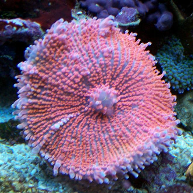 corals inverts - ricordea yuma - ricordea mushroom stocking in 150 gallons tank - Pink Yuma