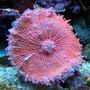 corals inverts - ricordea yuma - ricordea mushroom stocking in 150 gallons tank - Pink Yuma