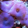 corals inverts - actinodiscus sp. - spotted mushroom stocking in 150 gallons tank - Purple Shrooms