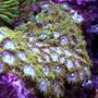 corals inverts - zoanthus sp. - green polyps stocking in 150 gallons tank - Nice zoos