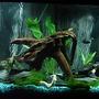 55 gallons freshwater fish tank (mostly fish and non-living decorations) - South American Cichlid Tank. Natural driftwood, slate, lava rock, live plants.