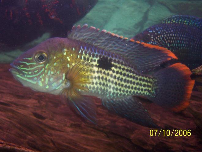 freshwater fish - aequidens rivulatus - green terror stocking in 125 gallons tank - this is my green terror