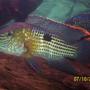freshwater fish - aequidens rivulatus - green terror stocking in 125 gallons tank - this is my green terror