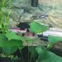 freshwater fish - corydoras panda - panda cory cat stocking in 20 gallons tank - My Baby Panda resting on my anubius leave