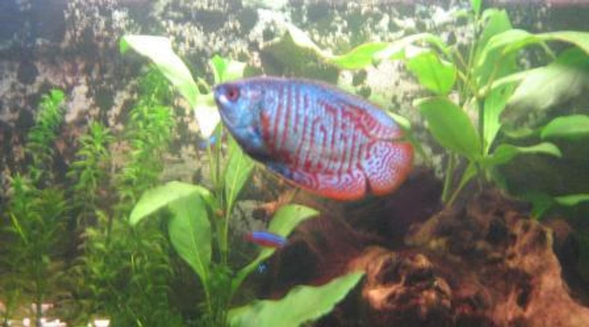 freshwater fish - colisa lalia - powder blue dwarf gourami stocking in 20 gallons tank - My Gourami