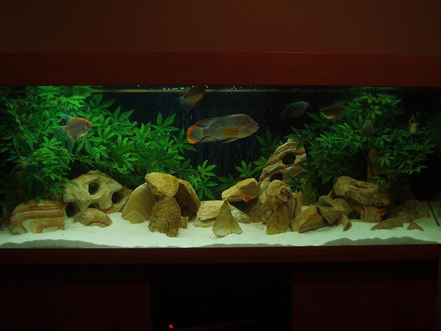 Rated #61: 100 Gallons Freshwater Fish Tank - My Tank