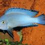 freshwater fish - pseudotropheus socolofi - powder blue cichlid stocking in 50 gallons tank - Pseudotropheus Socolofi