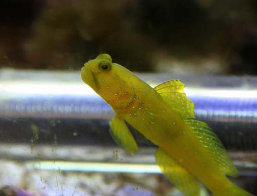 Rated #44: Saltwater Fish - Cryptocentrus Cinctus - Yellow Watchman Goby Stocking In 20 Gallons Tank - Yellow Watchman Goby

He came out for a rare photo op. I had to stay hidden around the corner perfectly still for about 15 minutes to get this shot.