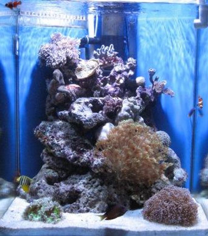 60 gallons reef tank (mostly live coral and fish) - My very first Salt water Reef tank. about 4 months old now 15/08/06