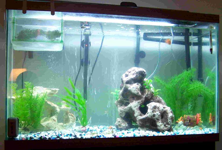Rated #406: 29 Gallons Freshwater Fish Tank - my tank (the web page wouldnt let me use a higher quality pic sorry)
