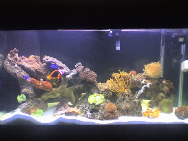 90 gallons reef tank (mostly live coral and fish) - my 90 gallon fish tank