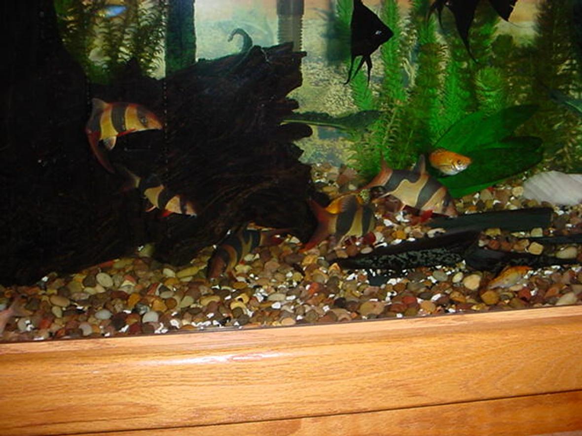 freshwater fish - botia macracantha - clown loach stocking in 125 gallons tank - My Clown Posse