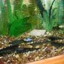 freshwater fish - papiliochromis ramirezi - german blue ram stocking in 125 gallons tank - Couple of my rams