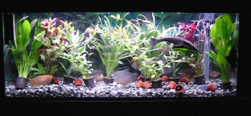 Rated #157: 30 Gallons Planted Tank - it is a jewel 120 with 10 plants, an under gravel filter with powerhead for water flow. fluval 304 and air pump for air birck.
has about 40 fish, sissor tails, moonlight garami, black neons, cardinals , 9" plec, a yellow and white angel and alot more.
t8 lighting Aqua glow single 30" tube