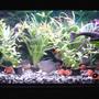 30 gallons planted tank (mostly live plants and fish) - it is a jewel 120 with 10 plants, an under gravel filter with powerhead for water flow. fluval 304 and air pump for air birck. has about 40 fish, sissor tails, moonlight garami, black neons, cardinals , 9" plec, a yellow and white angel and alot more. t8 lighting Aqua glow single 30" tube