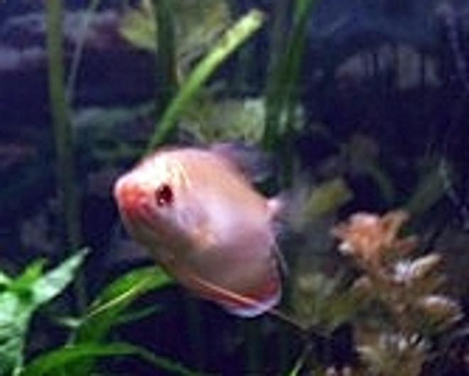 freshwater fish - helostoma temmincki - kissing gourami stocking in 85 gallons tank - .