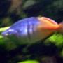 freshwater fish - hyphessobrycon colimbianus - red/blue columbian tetra stocking in 85 gallons tank - .