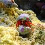 corals inverts - paguristes cadenati - scarlet reef hermit crab stocking in 46 gallons tank - Hermit crab