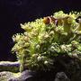 corals inverts - goniopora sp. - flower pot coral stocking in 46 gallons tank - Clown and flowerpot (color corrected)