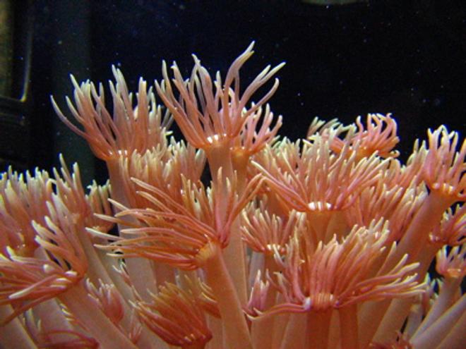 corals inverts - goniopora sp. - flower pot coral stocking in 46 gallons tank - Flowerpot