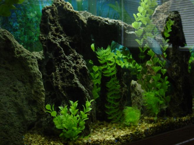 55 gallons freshwater fish tank (mostly fish and non-living decorations) - Time is the Key.