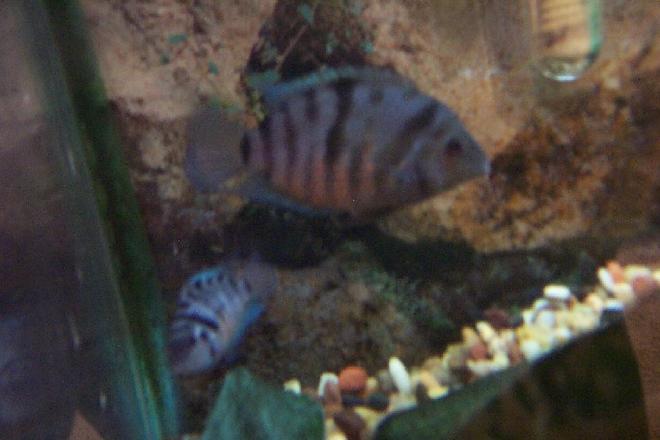 freshwater fish - archocentrus nigrofasciatus - black convict cichlid stocking in 25 gallons tank - my convict