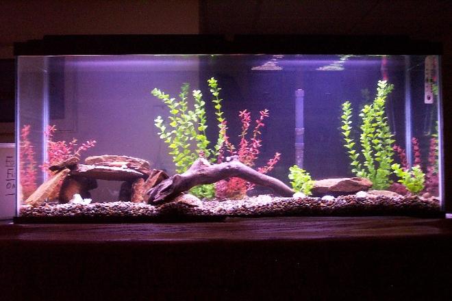 25 gallons freshwater fish tank (mostly fish and non-living decorations) - My 55 gallon tank with a top fin 60 whisper filter and heater.