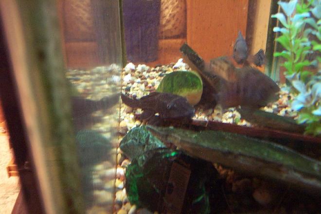 freshwater fish - archocentrus nigrofasciatus - black convict cichlid stocking in 25 gallons tank - my pleco and convicts.