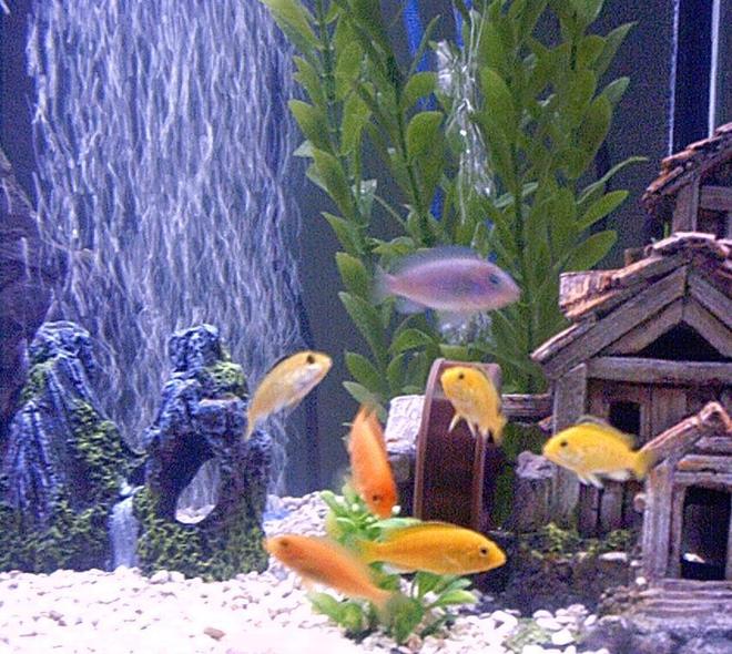 freshwater fish - labidochromis caeruleus - electric yellow cichlid stocking in 55 gallons tank - African Cichlids