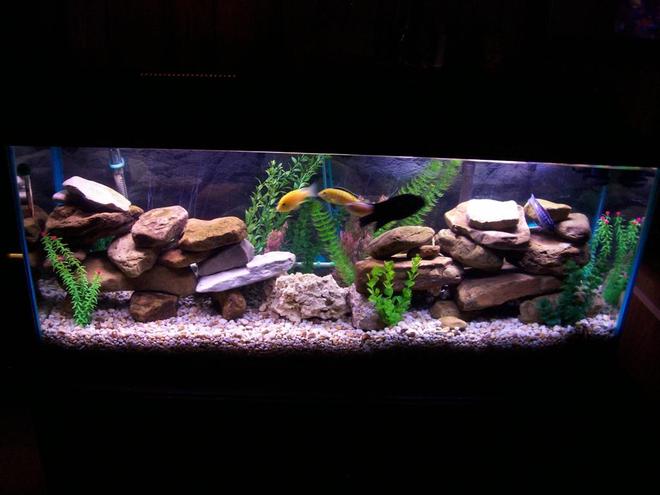55 gallons freshwater fish tank (mostly fish and non-living decorations) - this is my cichlid tank with plenty of river rocks and fake plants.  I have also built homemade moon lights for it and the fish seem to like it because they breed well.