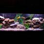 55 gallons freshwater fish tank (mostly fish and non-living decorations) - this is my cichlid tank with plenty of river rocks and fake plants. I have also built homemade moon lights for it and the fish seem to like it because they breed well.
