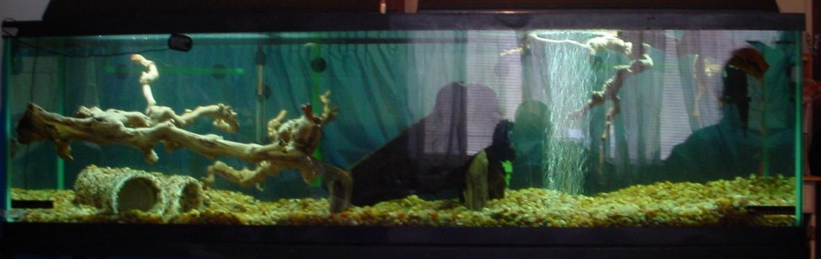 150 gallons freshwater fish tank (mostly fish and non-living decorations) - New Pic Soon. But this is the showcase of all of my tanks