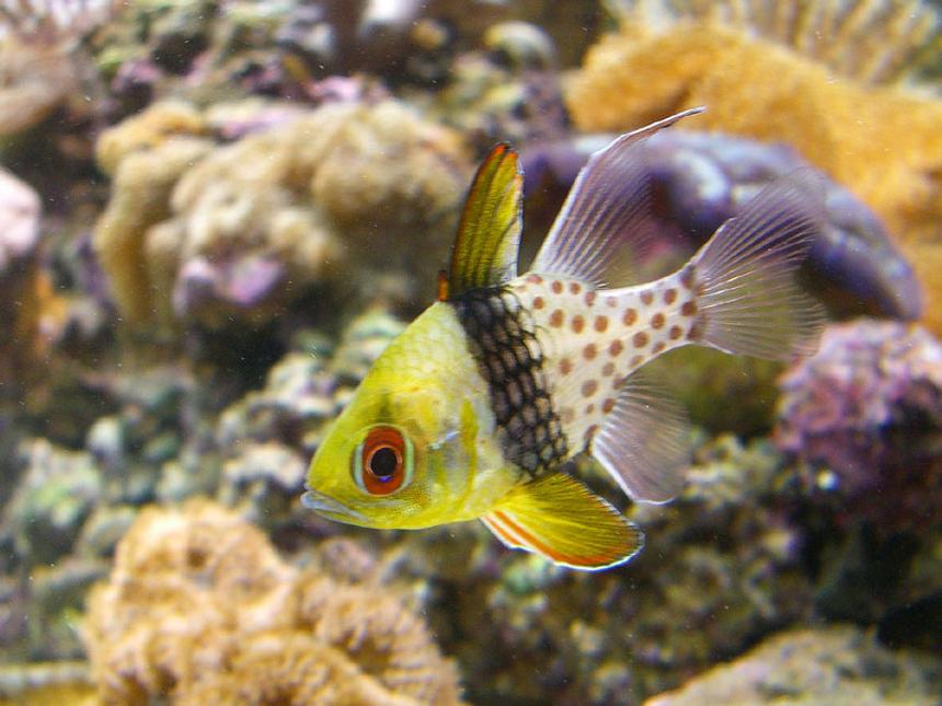 Rated #14: Saltwater Fish - Sphaeramia Nematoptera - Spotted Cardinalfish Stocking In 110 Gallons Tank - PJ Cardinal in my reef tank.