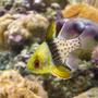 saltwater fish - sphaeramia nematoptera - spotted cardinalfish stocking in 110 gallons tank - PJ Cardinal in my reef tank.