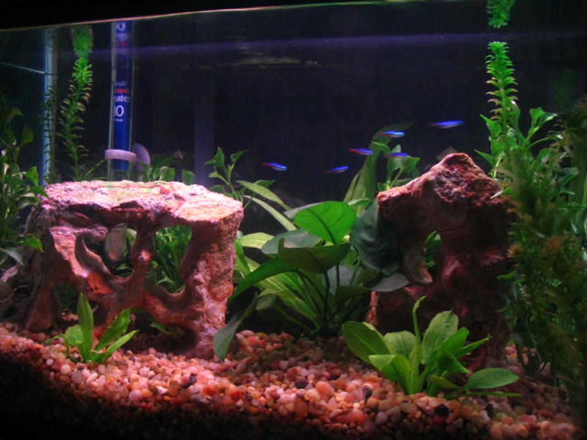 10 gallons planted tank (mostly live plants and fish) - I only have a tetra school in here.