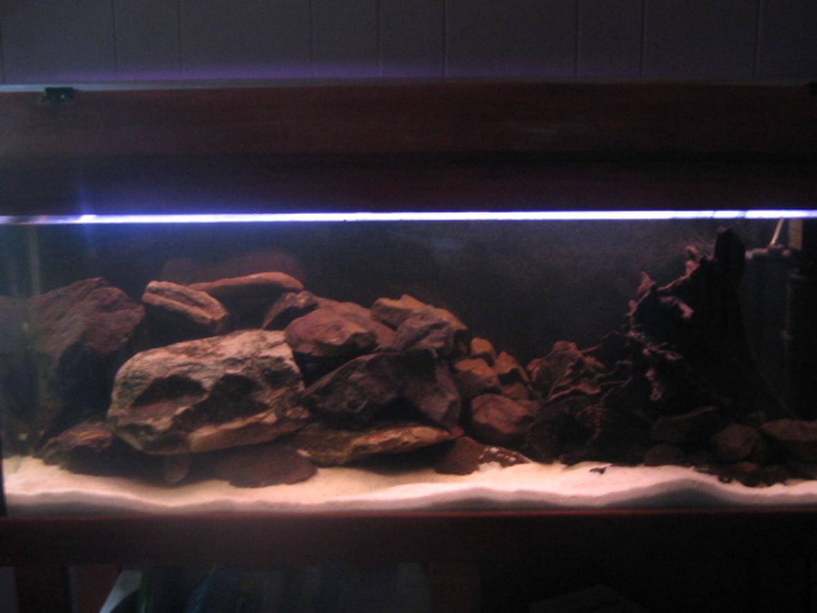 55 gallons freshwater fish tank (mostly fish and non-living decorations) - My soon the be Malawi Tank