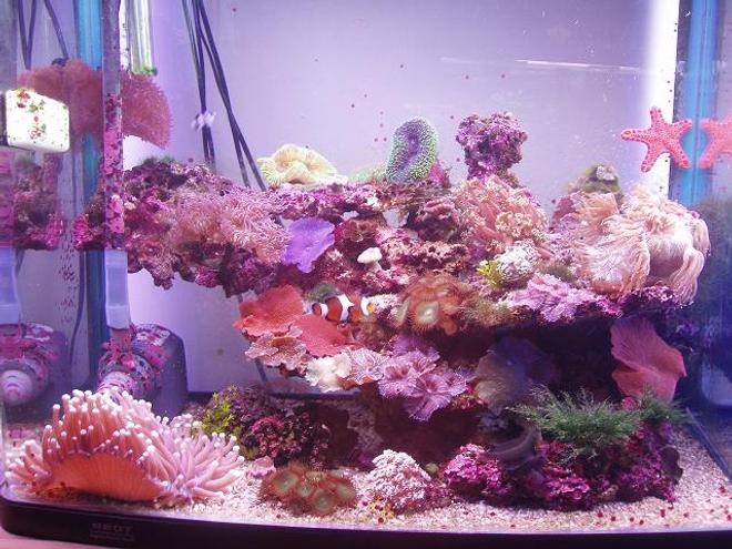 35 gallons reef tank (mostly live coral and fish) - This is my Salt Tank! Its about half way there.
Its 2 ft wide, 2 ft high & just over a foot in depth.
Its been up and runnin since october 05. 
There is heaps of cool coral in there, im not going 2 name it all now. ill do this later. 
There is 3 fish for now, i have 3 decrotive slugs to & a biscut star fish.
ITS EASY!!!!!!!