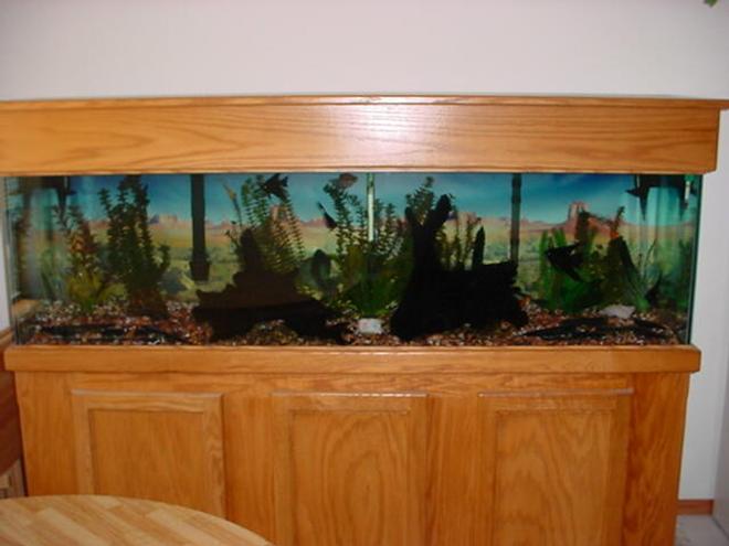 125 gallons freshwater fish tank (mostly fish and non-living decorations) - My Tank now, a year later, as you can see the inhabitants have really grown!