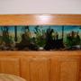 125 gallons freshwater fish tank (mostly fish and non-living decorations) - My Tank now, a year later, as you can see the inhabitants have really grown!