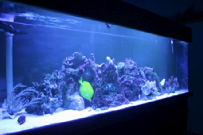 100 gallons reef tank (mostly live coral and fish) - The Blue Light!!!!!!!