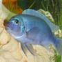 freshwater fish - maylandia callainos - blue cobalt cichlid stocking in 55 gallons tank - I belive this is a Cobalt Blue Zebra Cichlid Metriaclima callainos
