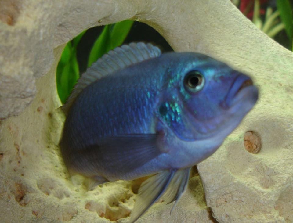freshwater fish - maylandia callainos - blue cobalt cichlid stocking in 55 gallons tank - My favorite blue :P