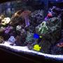 55 gallons reef tank (mostly live coral and fish) - 55g reef tank with daisy coral, mushroom cup coral, fragment xenia, red brain coral, frogspawn coral, green open brain coral, condi anemone, fuzzy grass mushroom coral, green carpet anemone, and four other corals that I am not sure of thier names. As far as fish I have 2 clownfish, regal tang, yellow tang, blue cheek sand sifting goby, mandarin fish, and 1 camel back shrimp