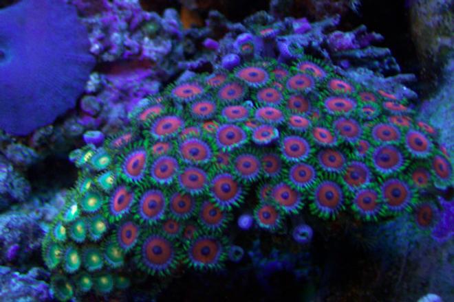 corals inverts - zoanthus sp. - button polyp stocking in 46 gallons tank - A good shot of my red and green zoos