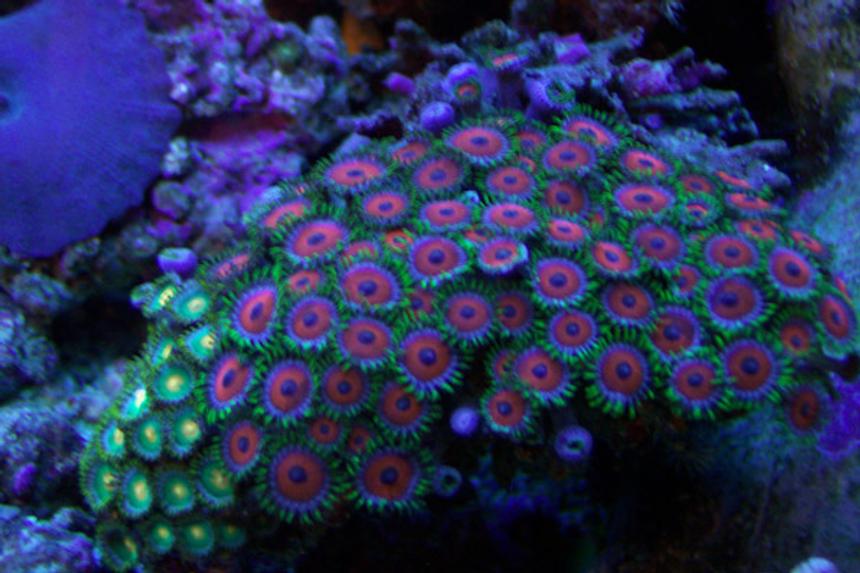 Rated #1: Corals Inverts - Zoanthus Sp. - Button Polyp Stocking In 46 Gallons Tank - A good shot of my red and green zoos