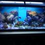 70 gallons reef tank (mostly live coral and fish) - My 4ft Reef Tank
