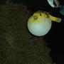 saltwater fish - arothron meleagris - arothron golden puffer stocking in 240 gallons tank - A Hawaiin Golden Puffer!! This is one of the most AMAZING things I have ever seen and was just lucky to capture it and share with you. Enjoy! -Little Utah Tanks