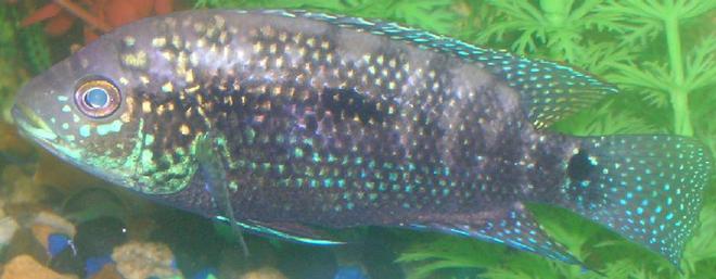freshwater fish - nandopsis octofasciatum - jack dempsey stocking in 55 gallons tank - My Jack (jueve)